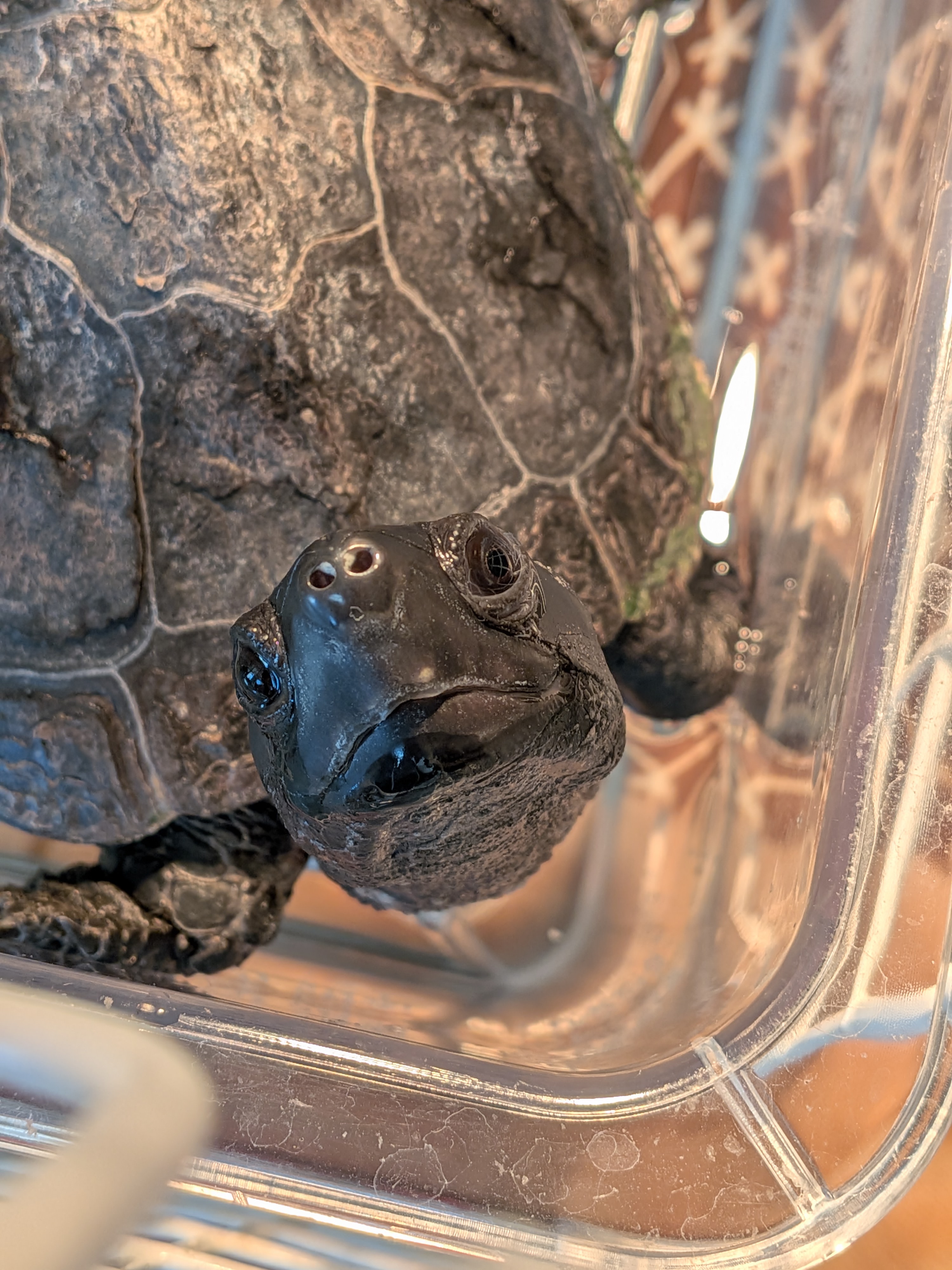 こちらを見つめている黒いクサガメ