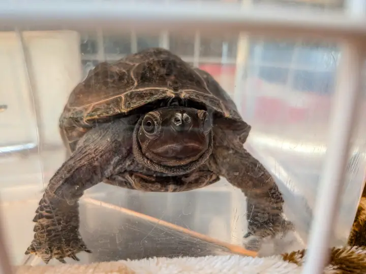 水の中からこちらを見ている小柄な黒いクサガメ